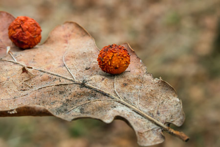 Balls on an oak leaf. The insect Cynips quercusfolii lays an egg in an oak leaf, producing spherical gallsの写真素材
