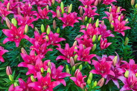 Many blooming pink lilies on the flowerbed. Liliaceae blooms. Natural decorative flowers liliales. High angle viewの写真素材