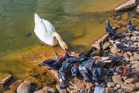 White swan on the water and pigeons (Rock dove) on the rocky shore feedingの写真素材