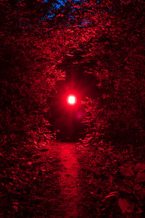 Narrow scary path in the forest at night and bright red light from a flashlight. Horror forest sceneの写真素材
