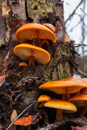 Flammulina velutipes, the velvet foot, velvet stem, velvet shank or wild enoki, is a species of gilled mushroom in the family Physalacriaceae. Edible mushroomsの写真素材