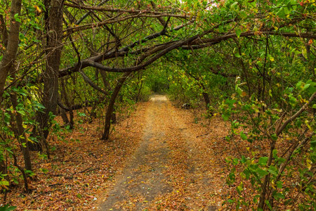 Country road in the forest with fallen autumn yellow leaves and green ones on the branches. Fallen trees and country road in deciduous forestの写真素材