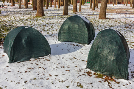 Bushes are protected from cold and snow. Plants are covered with garden agrofibre (agrotextile). Protection of plants in a garden or city park from sun rays in winterの写真素材
