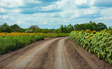 A dirt road near a field of growing sunflowers on a summer day. A rural landscape in Ukraineの写真素材