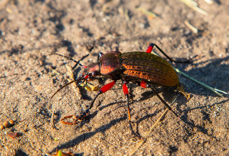 The beetle Carabus cancellatus crawls along the ground and is a common ground beetleの写真素材