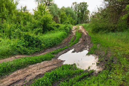 A dirty country road with a puddle and mud, green grass and trees. A path after rain in the...