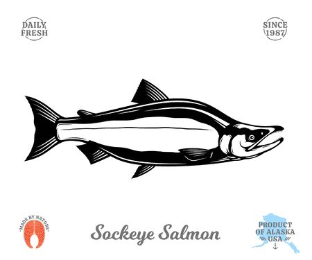 Vector sockeye (red) salmon fish illustration isolated on a white background. Salmon raw steakのイラスト素材
