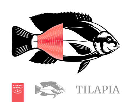 Vector tilapia fish illustration with fillet isolated on a white backgroundのイラスト素材