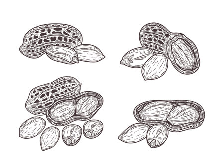 Vector peanuts hand-drawn illustrations, peanuts seeds and shellsのイラスト素材