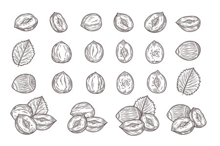 Vector hazelnut hand-drawn illustrations, hazelnut seeds, shells and leavesのイラスト素材