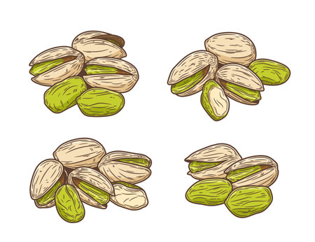 Vector pistachio hand-drawn colorful illustrations, pistachio kernels and shellsのイラスト素材