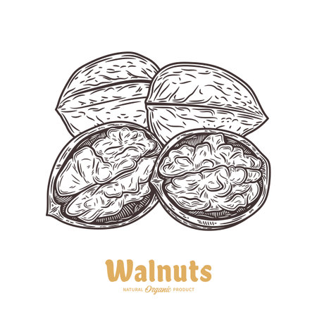 Whole walnut and half walnut piece with kernels vector illustrationのイラスト素材