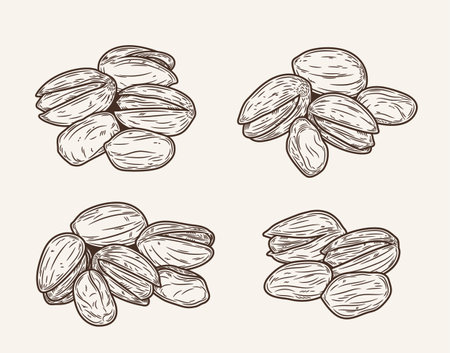 Set of vector pistachio hand-drawn sketch illustrations. Hand-drawn pistachio iconsのイラスト素材