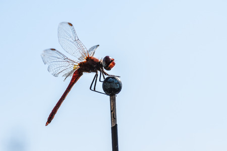 Macro shot of a dragonfly perched on a stickの写真素材