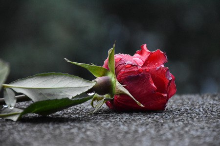 A red rose dropped on the street with dew drops on its crimson petalsの写真素材