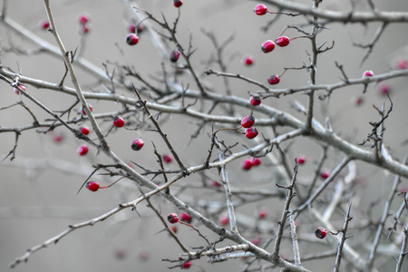 Red rosehip berries sticking out in color on a greyish bush in the winterの写真素材