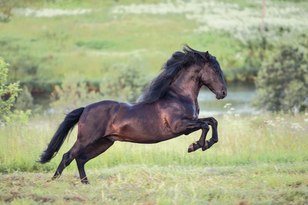 horse on field の写真素材