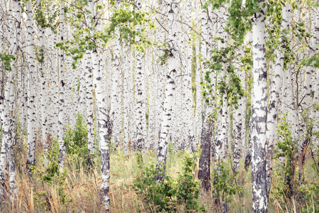 Birch Grove at summerの写真素材