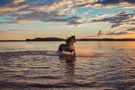 Nice horse gallopingの写真素材