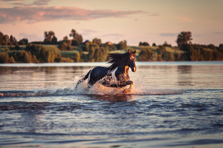 Nice horse gallopingの写真素材