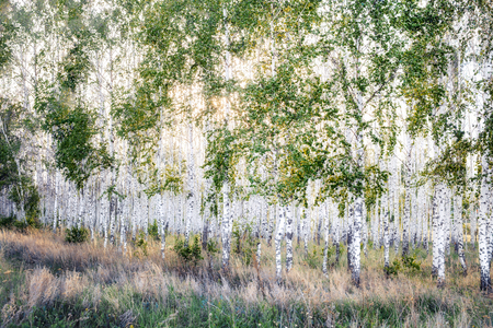 Birch Grove at summerの写真素材
