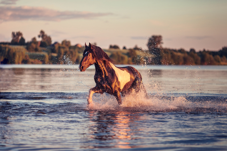 Nice horse gallopingの写真素材