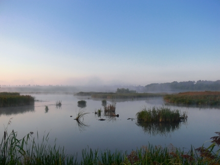 View over swampの写真素材