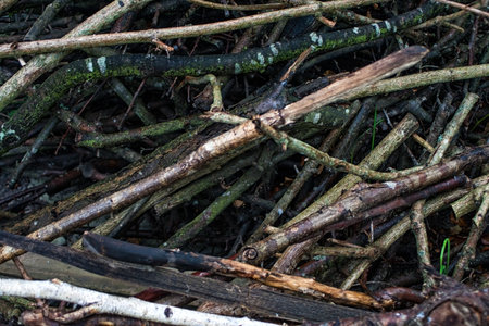 Brushwood Texture