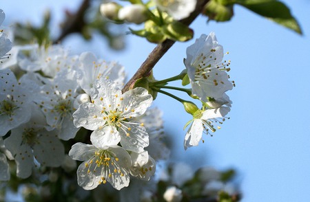 Cherry Flowers with water drops. Fruit tree.の写真素材
