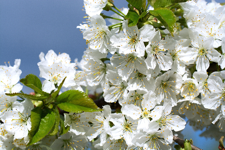 Cherry Flowers with water drops. Fruit tree.の写真素材