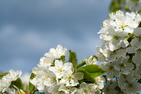 Cherry Flowers with water drops. Fruit tree.の写真素材