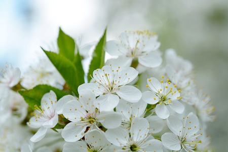 Cherry Flowers with water drops. Fruit tree.の写真素材