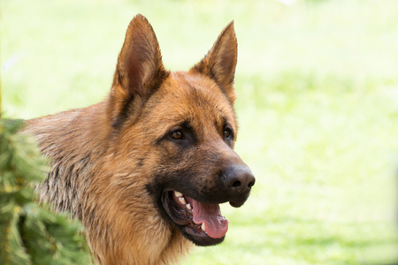 One German shepherd on a lawn in the forest.の写真素材
