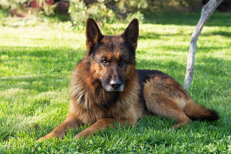 One German shepherd on a lawn in the forest.の写真素材