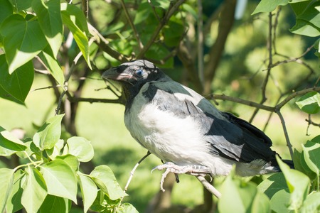 Young hooded crow. The Hooded Crow, Corvus cornix is a Eurasian bird species in the crow genusの写真素材