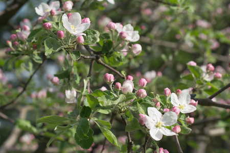 A blooming branch of apple tree in spring. Fruit tree.の写真素材