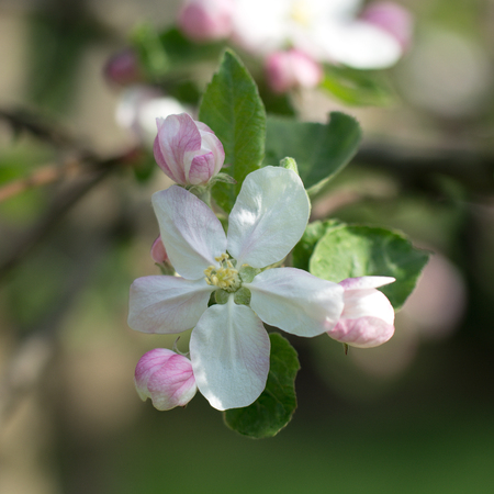 A blooming branch of apple tree in spring. Fruit tree.の写真素材