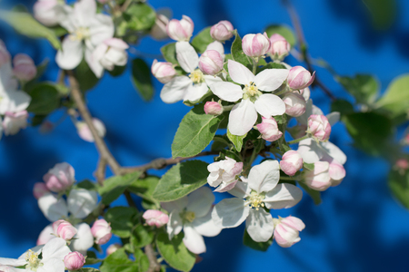 blooming branch of apple tree in spring on a blue backgroundの写真素材