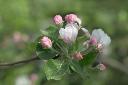 A blooming branch of apple tree in spring. Fruit tree.の写真素材
