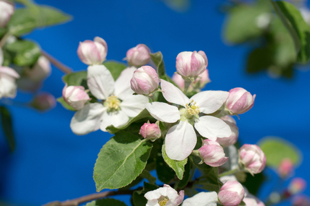blooming branch of apple tree in spring on a blue backgroundの写真素材