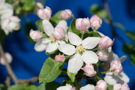 blooming branch of apple tree in spring on a blue backgroundの写真素材