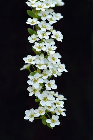 white flowers on a black background.  Spireaの写真素材