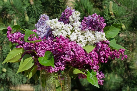 lilacs in a vase on a background of treesの写真素材