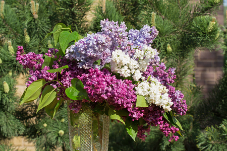 lilacs in a vase on a background of treesの写真素材