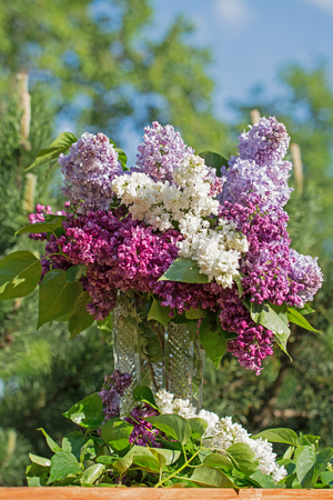 lilacs in a vase on a background of treesの写真素材