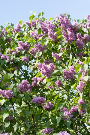 lilac bush of red in the summer gardenの写真素材