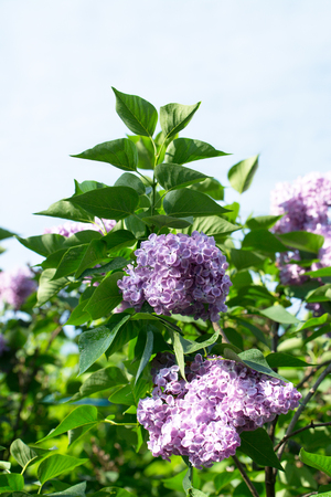 lilac bush of red in the summer gardenの写真素材
