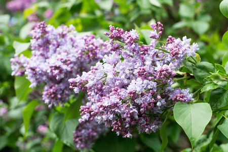 blue lilac blossoms closeup. Summer gardenの写真素材