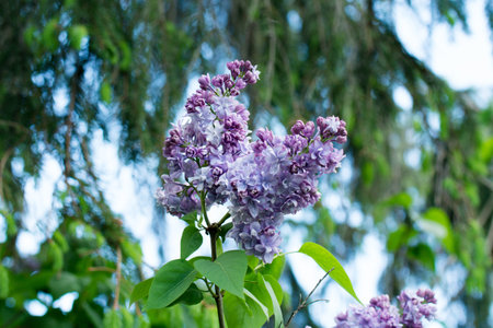 blue lilac blossoms closeup. Summer garden