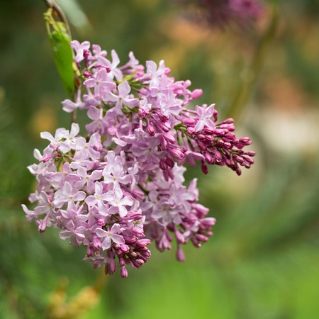 Red lilac in spring garden against the backdrop of greeneryの写真素材